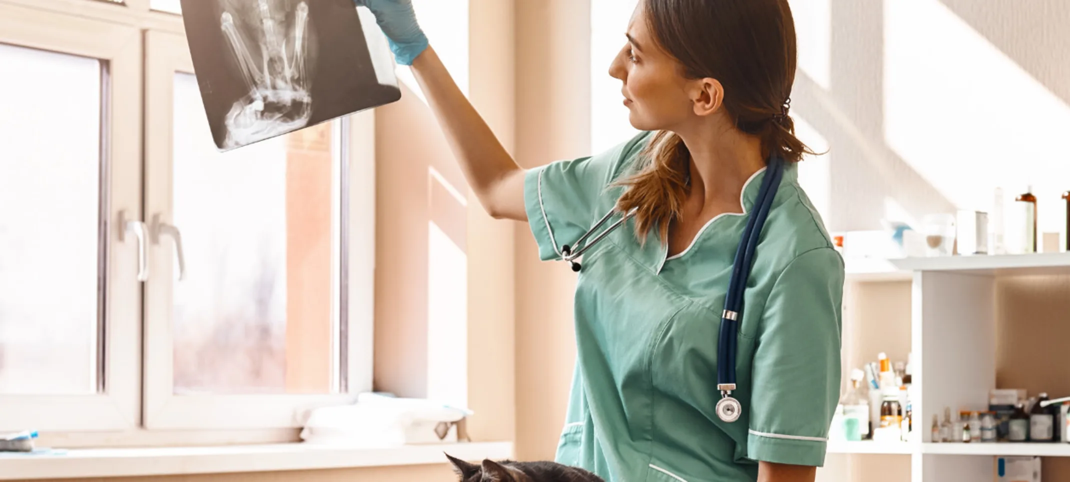 Doctor holding a cat in one hand and lifting an X-ray result on the other Doctor holding a cat in one hand and lifting an X-ray result on the other