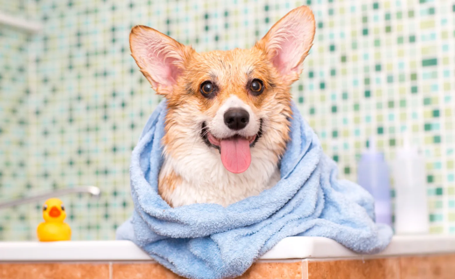 A Corgi Taking a Bath