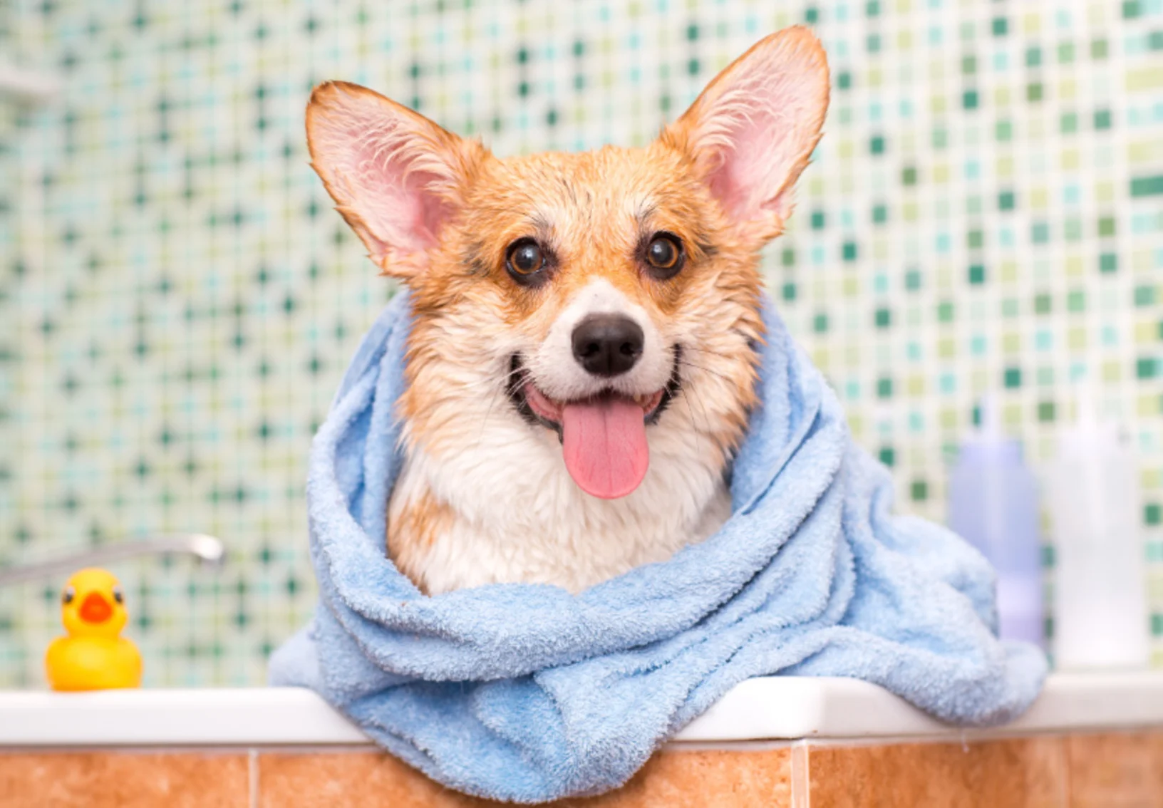 A Corgi Taking a Bath A Corgi Taking a Bath