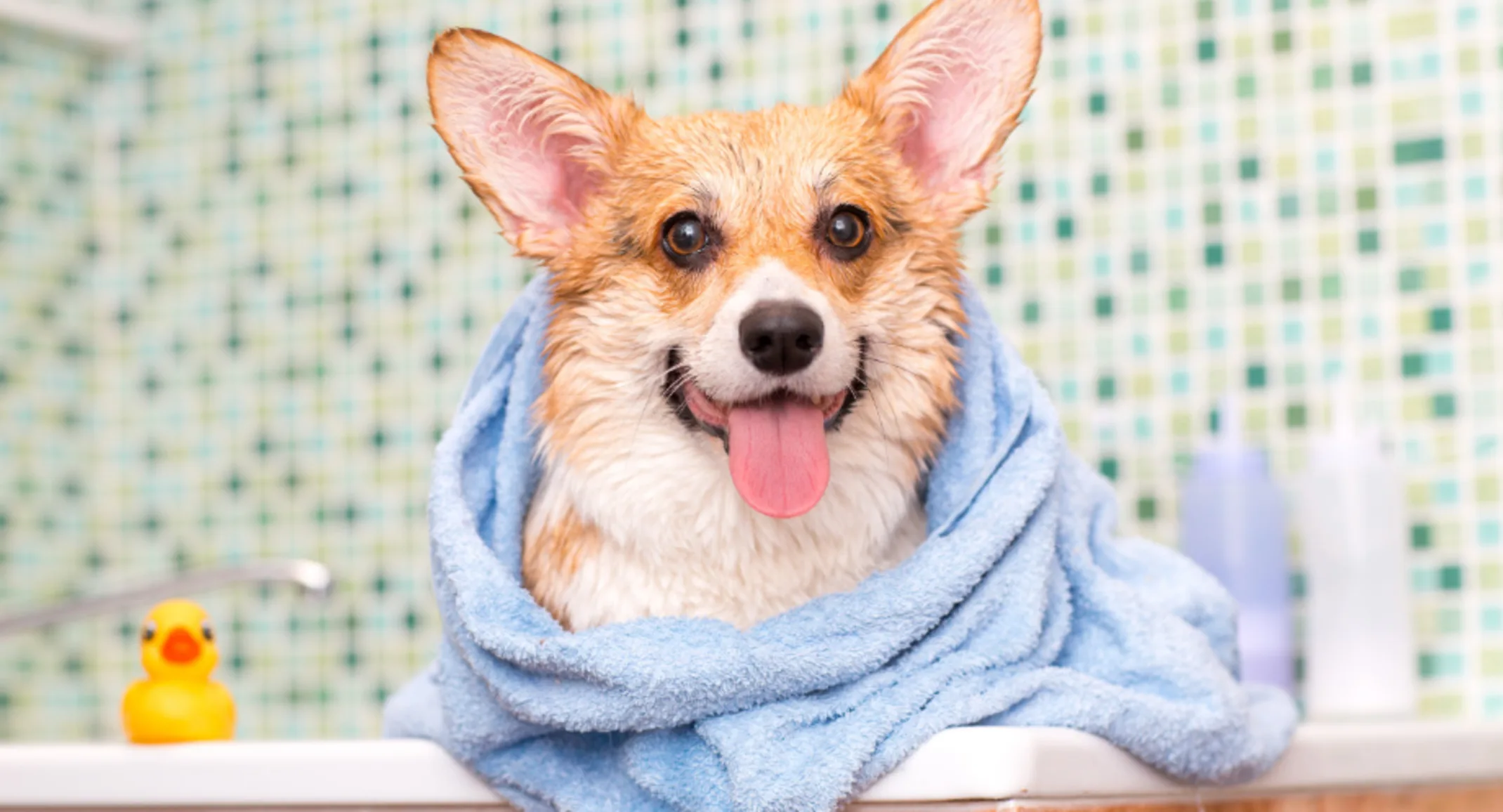 A Corgi Taking a Bath