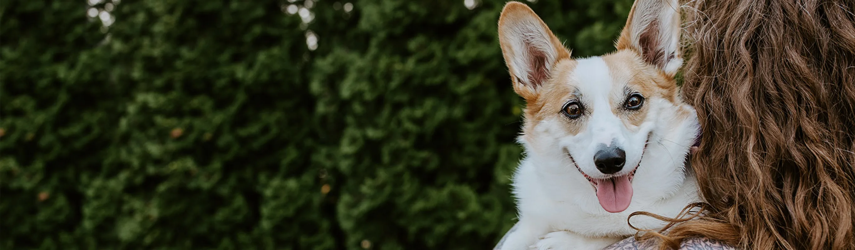 Shiba Inu Looking Left Sitting on Grass