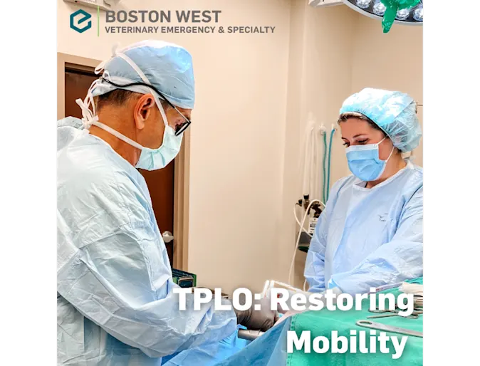 TPLO Surgery at Boston West Helps Pets Heal After Cruciate Ligament Injuries TPLO Surgery at Boston West Helps Pets Heal After Cruciate Ligament Injuries