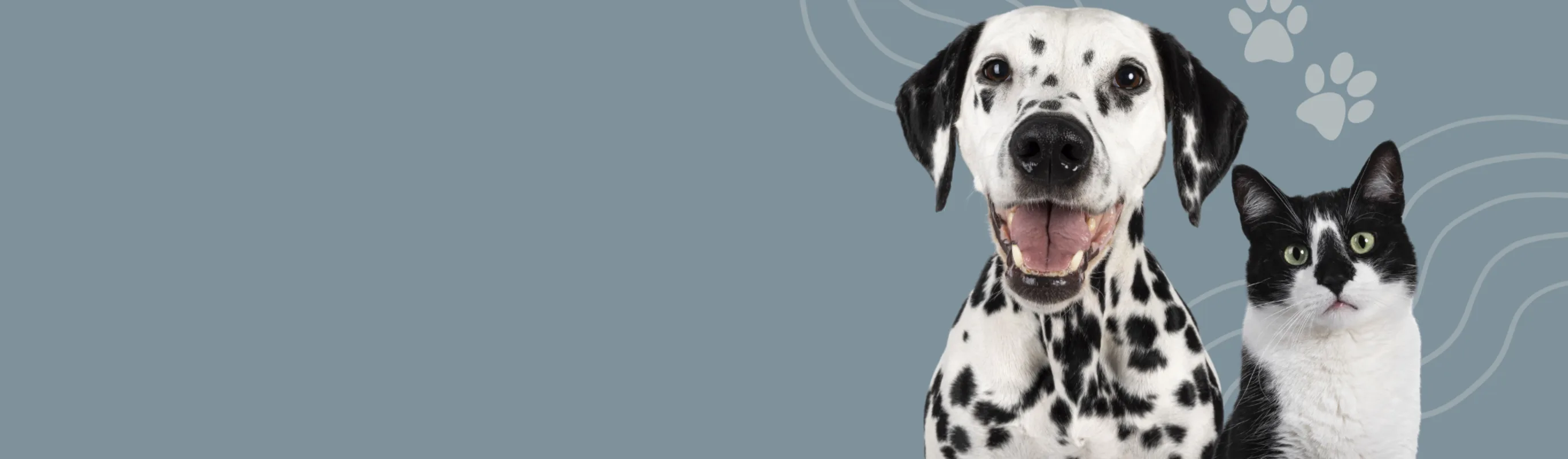 Black & White Dog & Cat In Front of Bluish Gray Background Black & White Dog & Cat In Front of Bluish Gray Background
