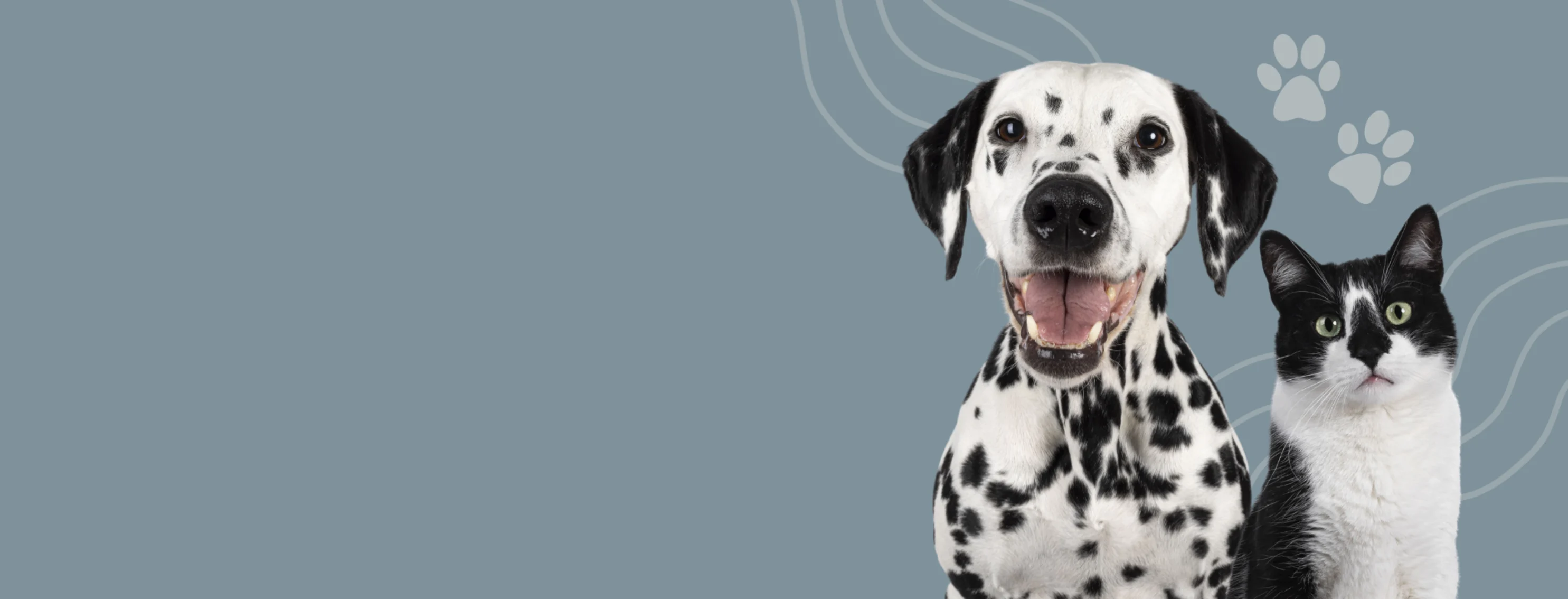Black & White Dog & Cat In Front of Bluish Gray Background Black & White Dog & Cat In Front of Bluish Gray Background