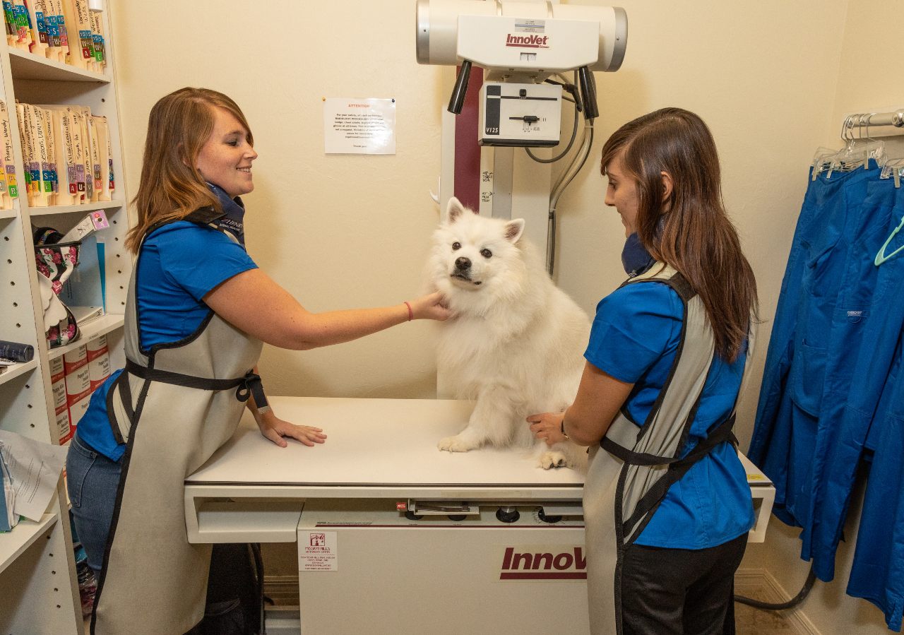 Two Staff Members Diagnosing a White Dog at The Animalife Veterinary Center at Eagle Creek