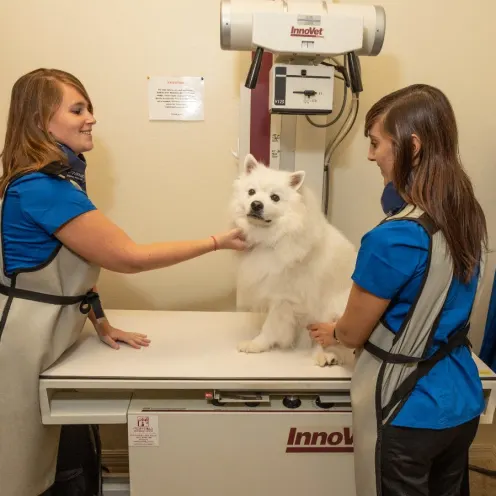 Two Staff Members Diagnosing a White Dog at The Animalife Veterinary Center at Eagle Creek