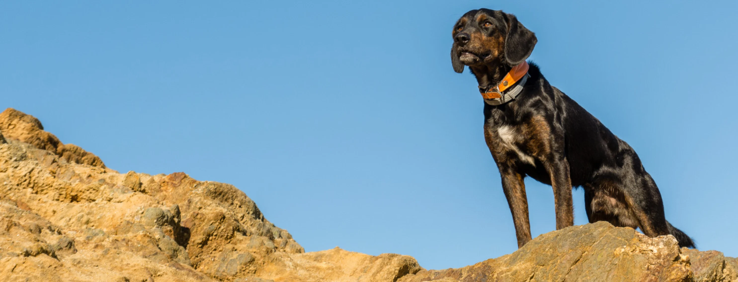 Black Dog Standing on Rocks in the Desert Black Dog Standing on Rocks in the Desert