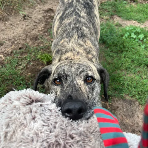 Dog chewing on toy Dog chewing on toy