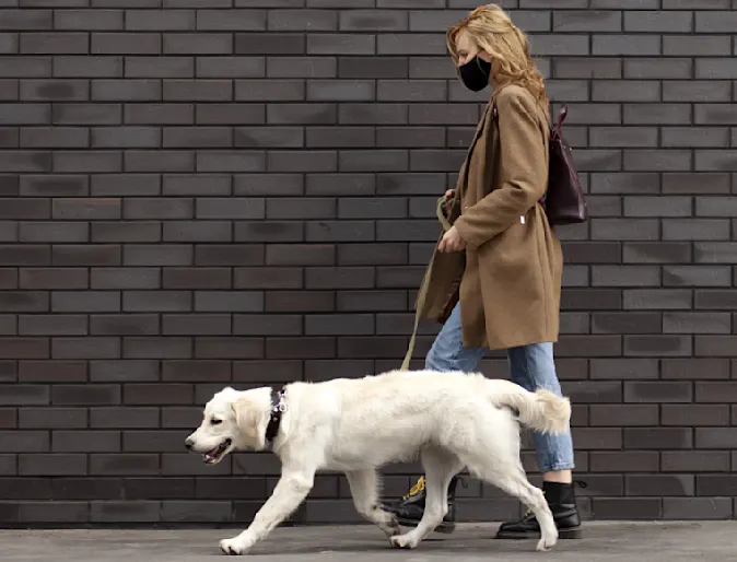 Woman with a face mask on walking her dog Woman with a face mask on walking her dog