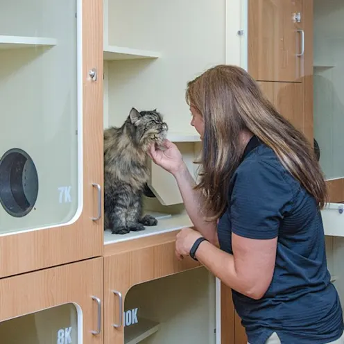 A Woman Pets a Cat at Rover Oaks Pet Resort A Woman Pets a Cat at Rover Oaks Pet Resort