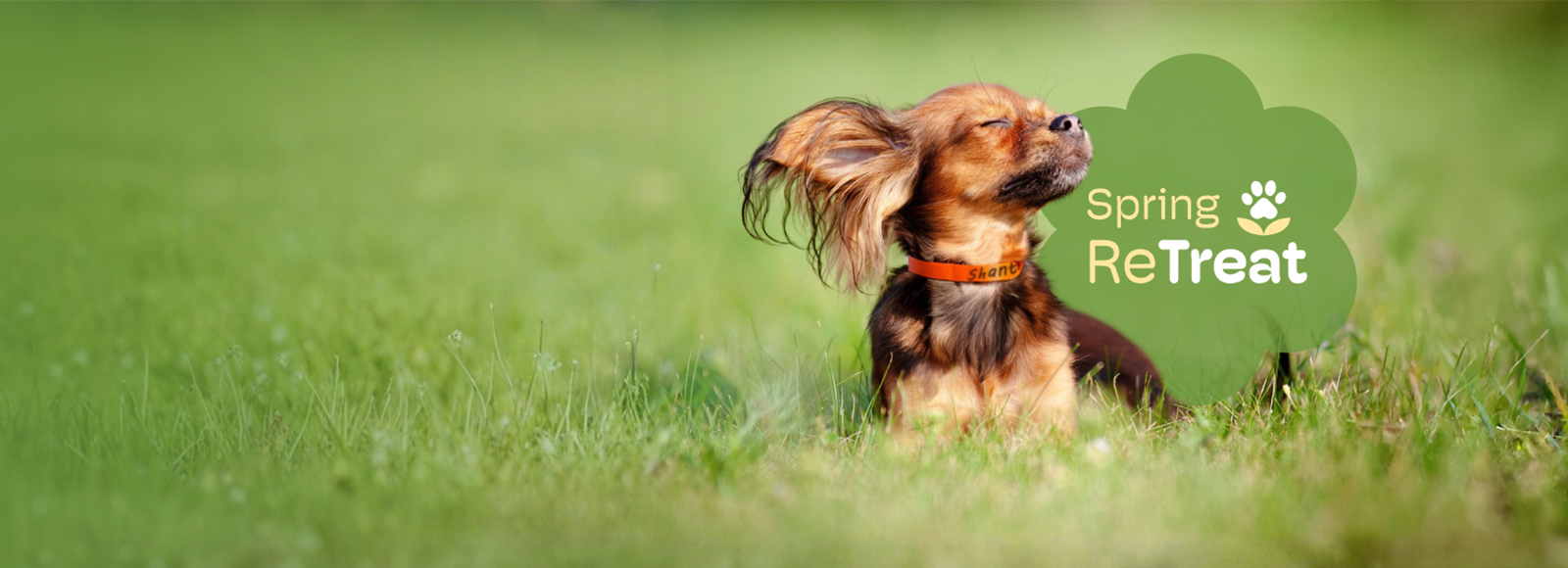Dog bathing in sun in the grass