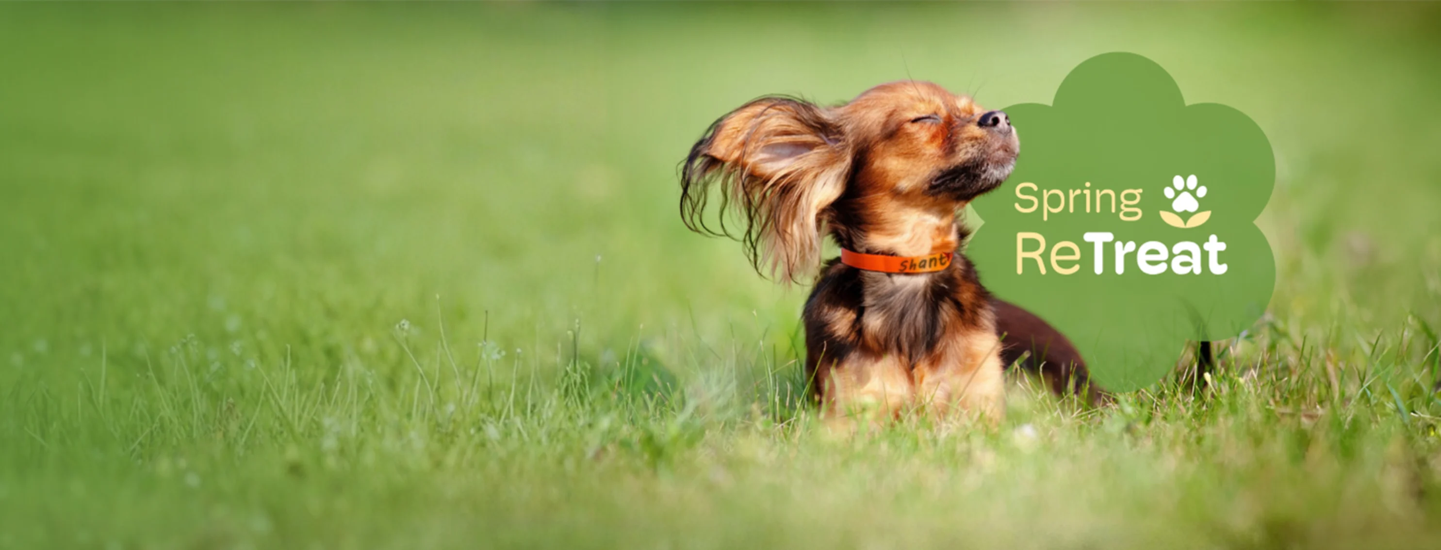 Dog bathing in sun in the grass Dog bathing in sun in the grass