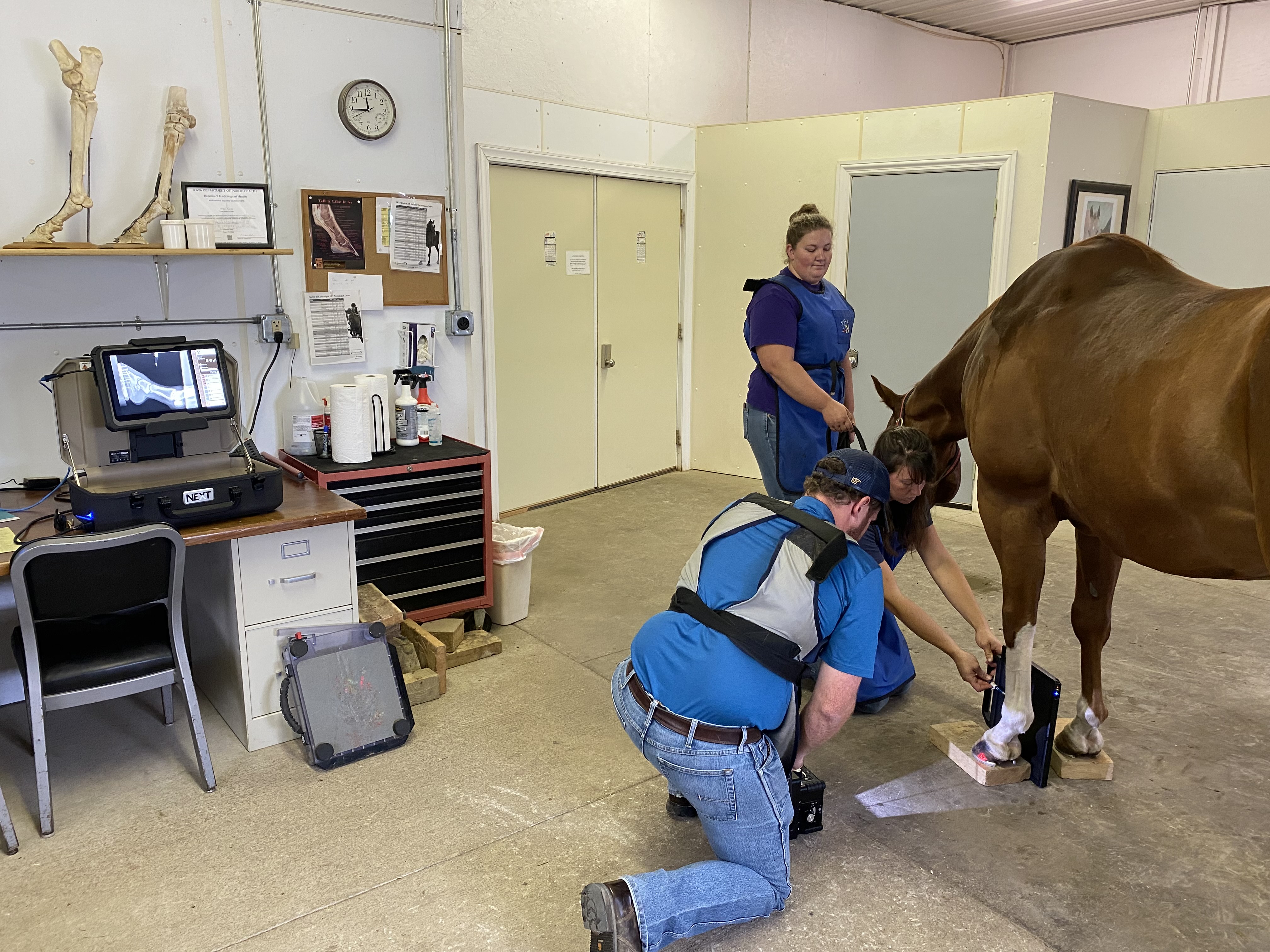 Veterinarians conducting an x-ray on a horse