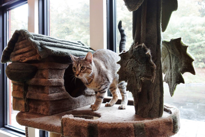 Cat on Cat tree