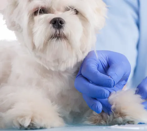 Dog receiving acupuncture Dog receiving acupuncture