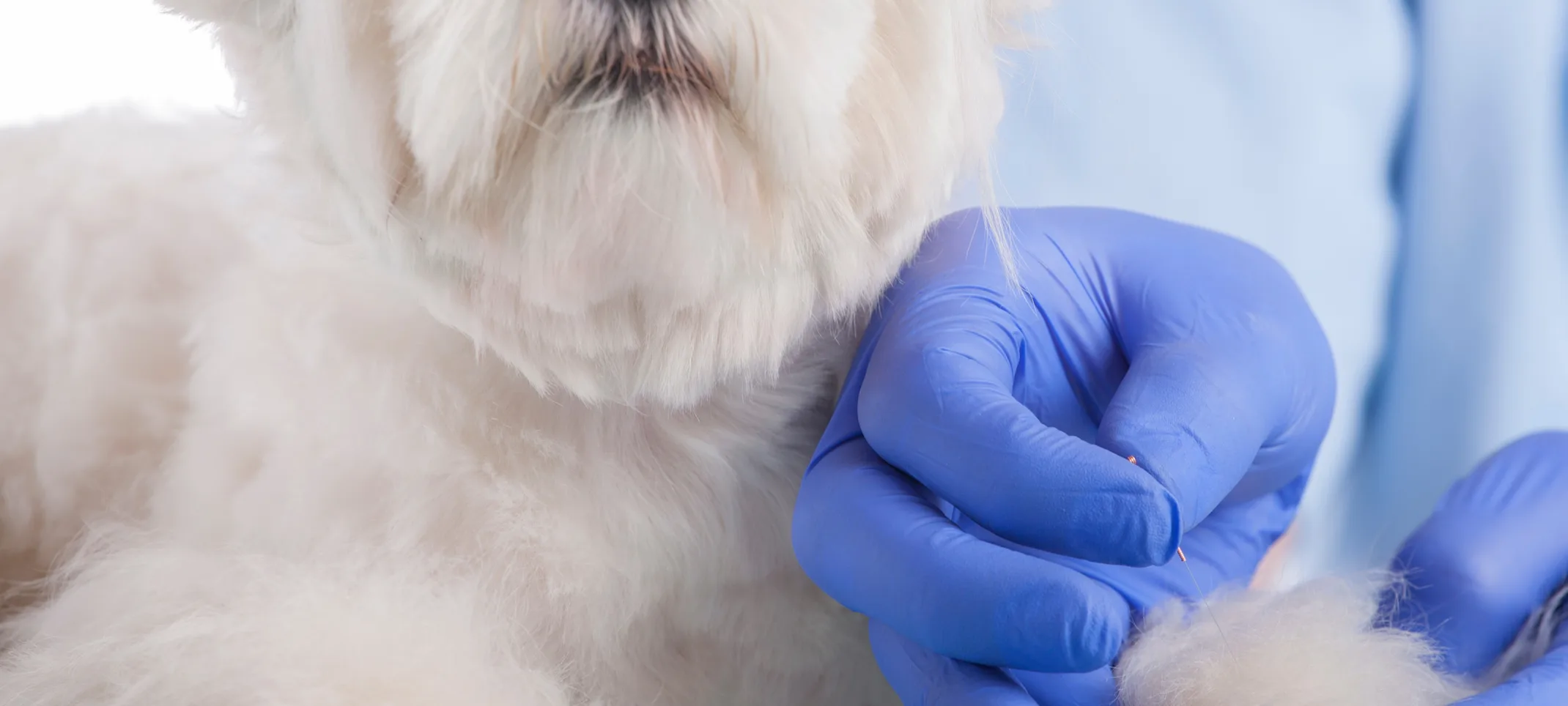 Dog receiving acupuncture Dog receiving acupuncture