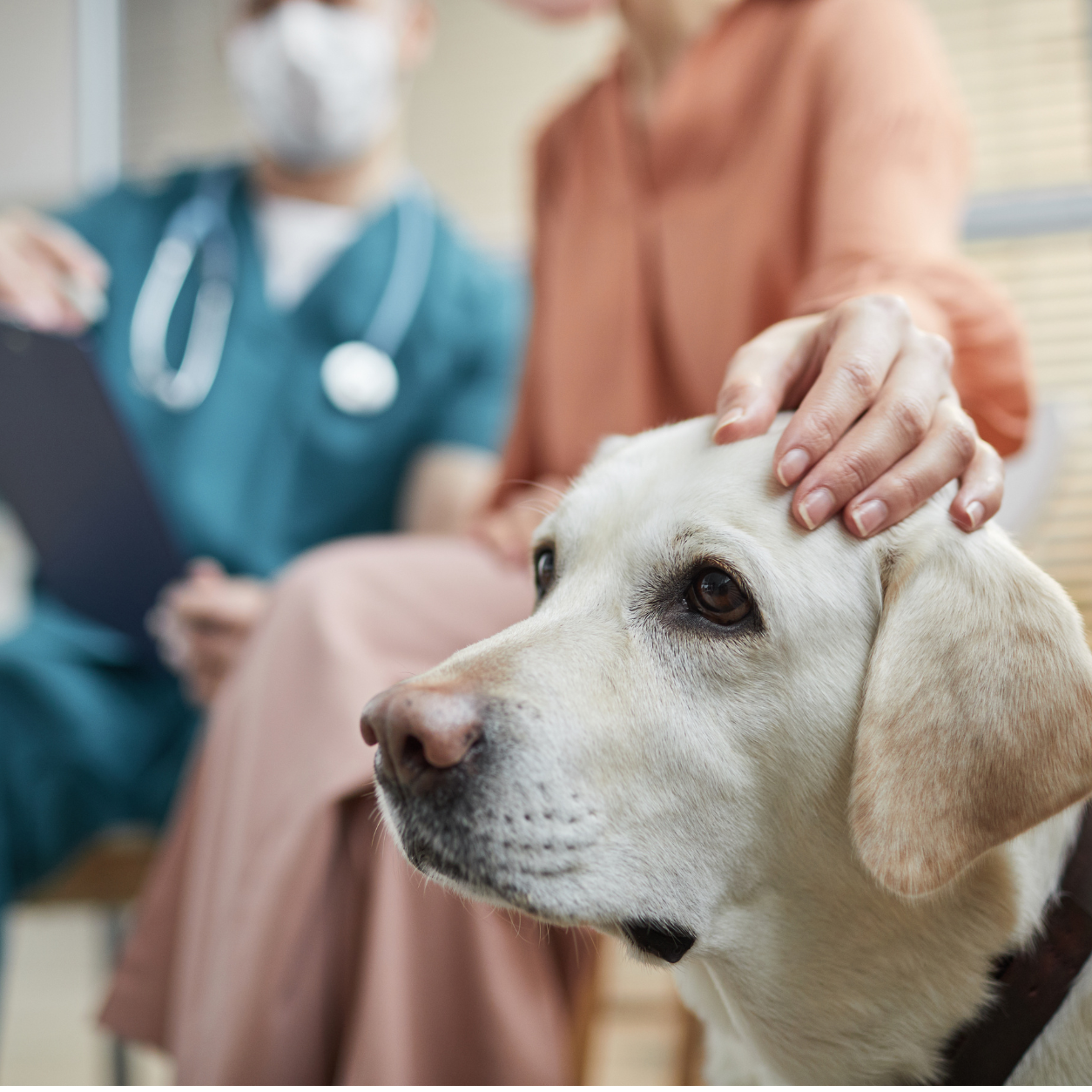 White dog being pet by its owner