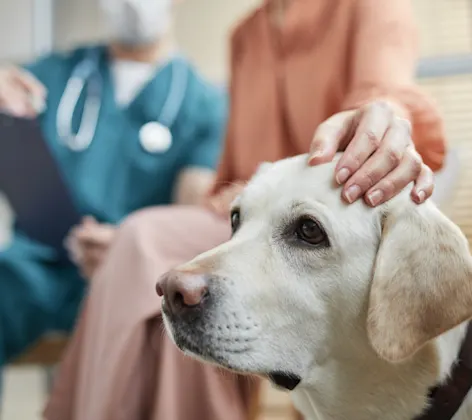 White dog being pet by its owner White dog being pet by its owner