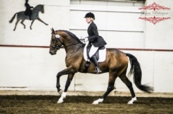 horse rider riding horse