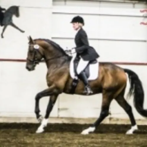 horse rider riding horse horse rider riding horse