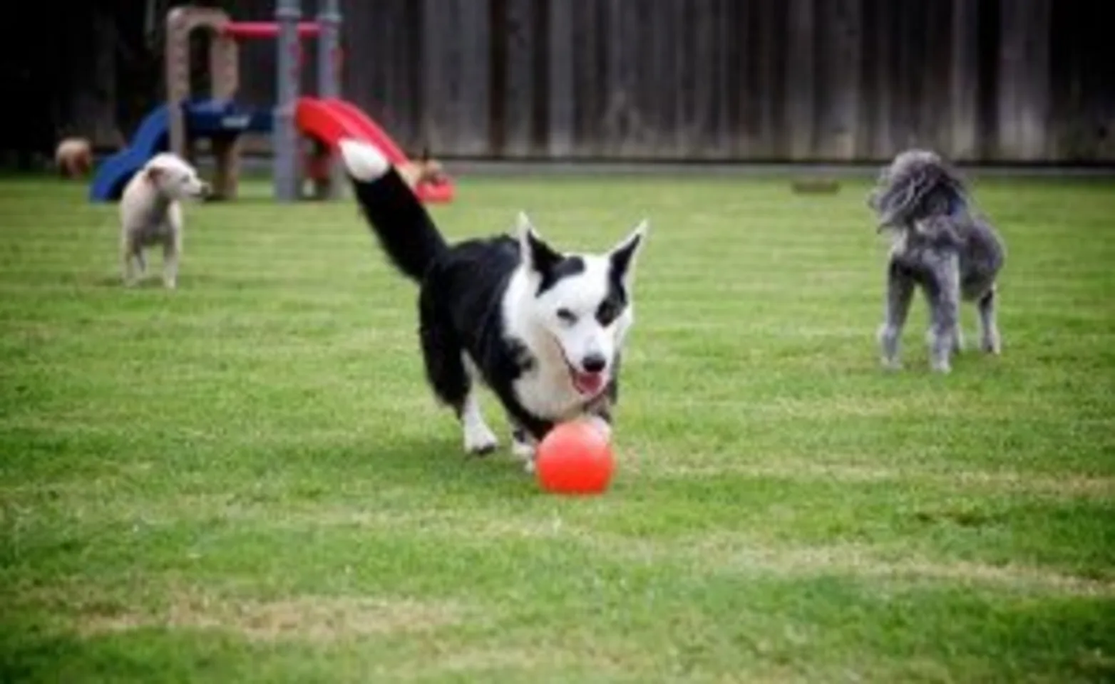 Small dogs playing on turf at Daycare