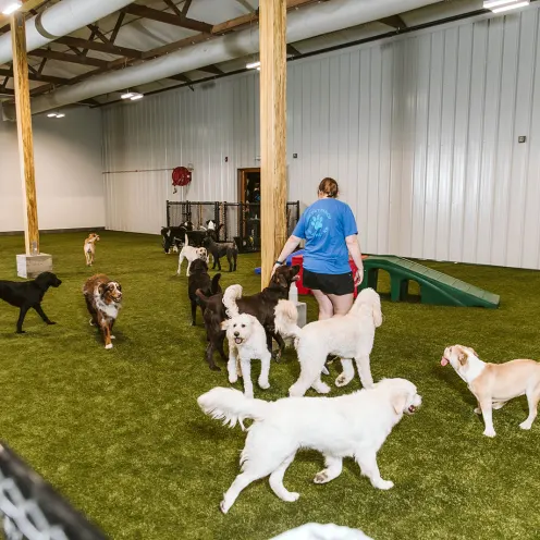 dogs playing in indoor play area