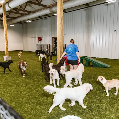 Gallery | The Pet Ranch