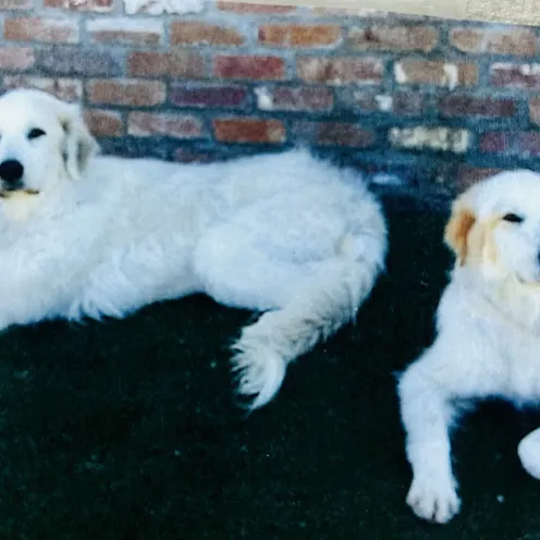 2 white large dogs laying outside in the grass in front of a brick wall