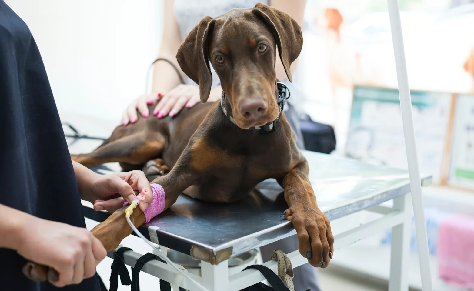 dog on table getting blood drawn dog on table getting blood drawn