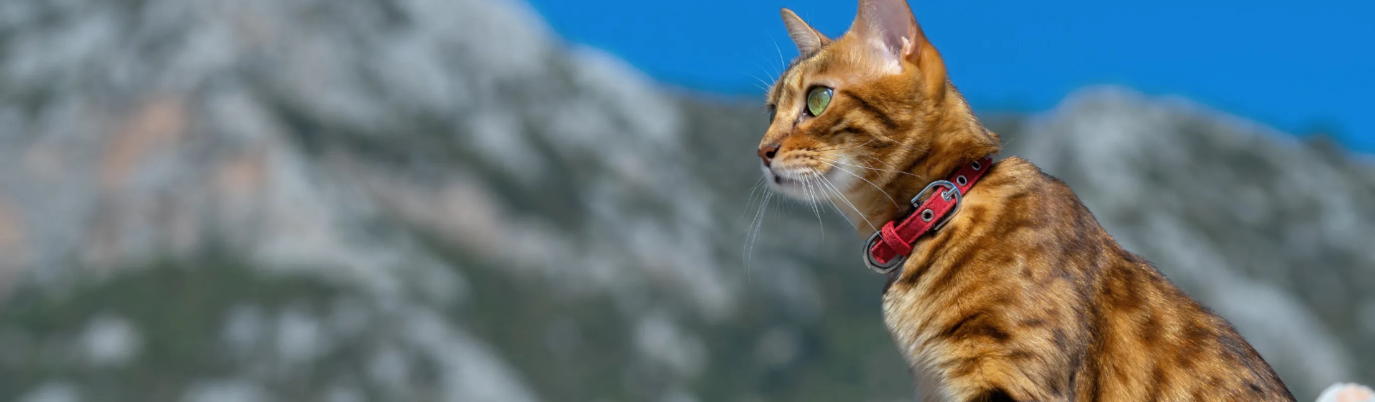 Brown Cat Sitting in Front of Mountains Brown Cat Sitting in Front of Mountains