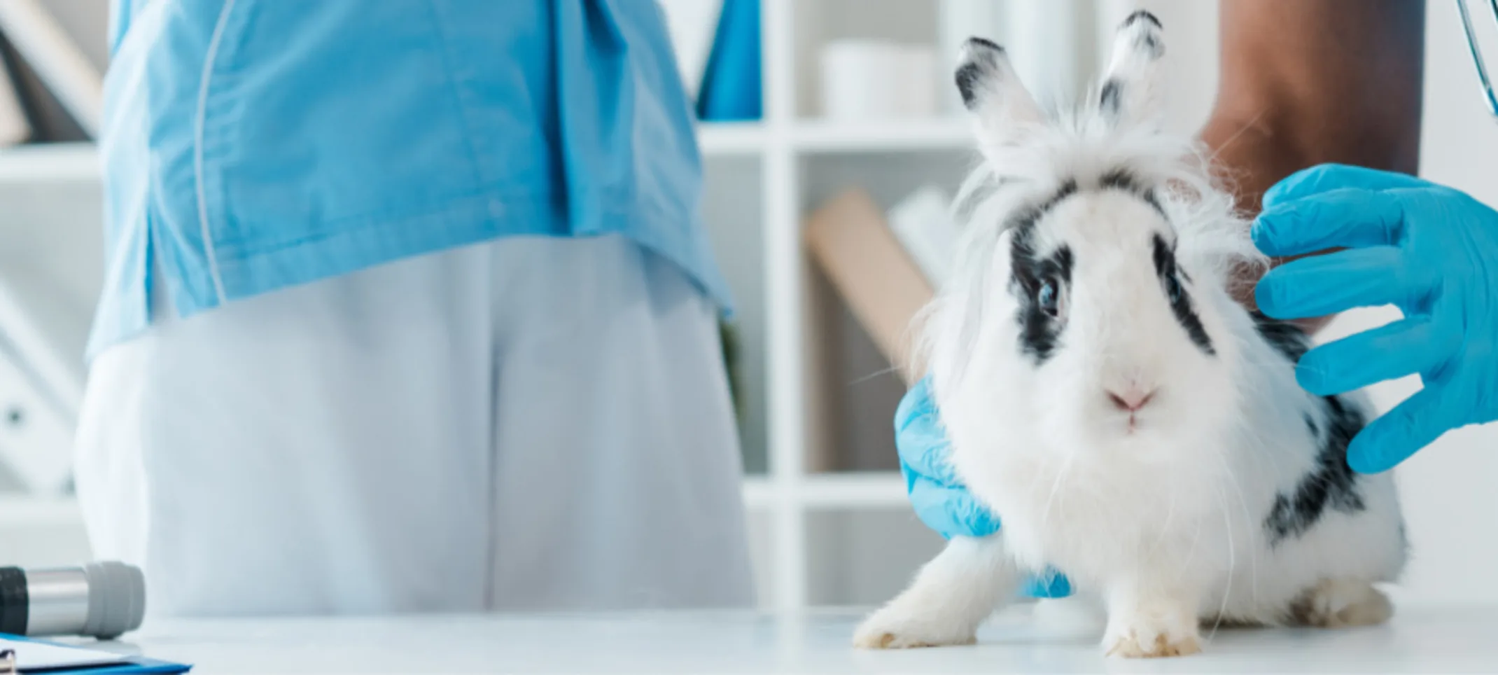 Two Veterinarians with a Black & White Spotted Rabbit