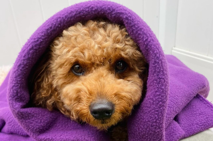 A dog relaxes in bed at PetSuites.
