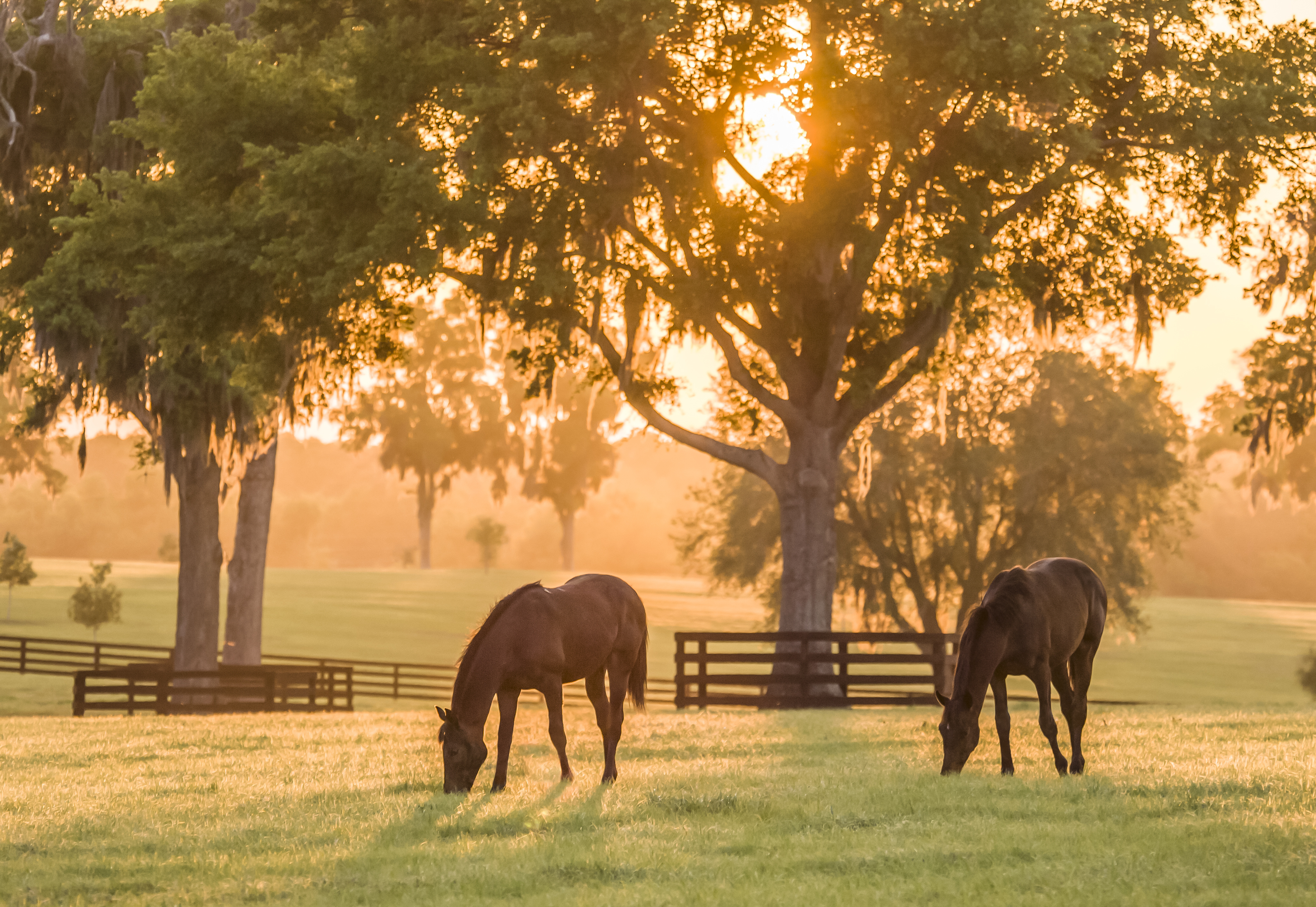 Horses grazing in grass field with trees