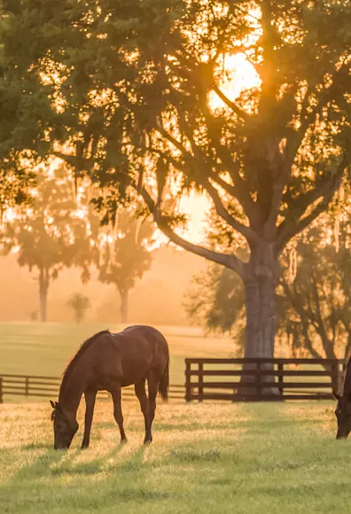 Horses grazing in grass field with trees