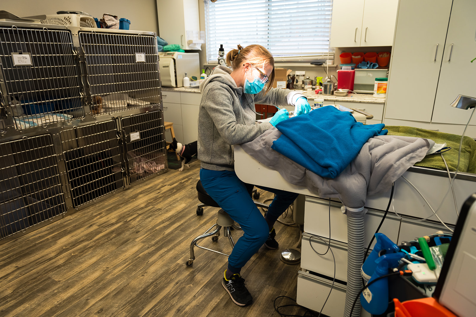 Veterinarian performing dental exam on patient at The Valley Veterinary Hospital