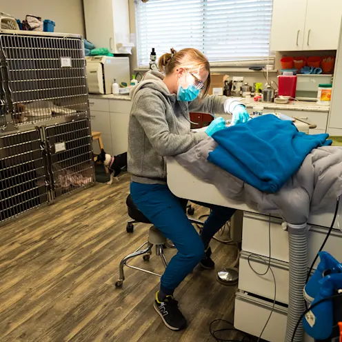 Veterinarian performing dental exam on patient at The Valley Veterinary Hospital Veterinarian performing dental exam on patient at The Valley Veterinary Hospital