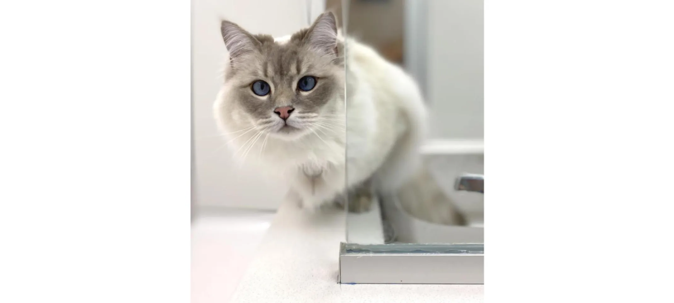 Cat peering beside glass Cat peering beside glass