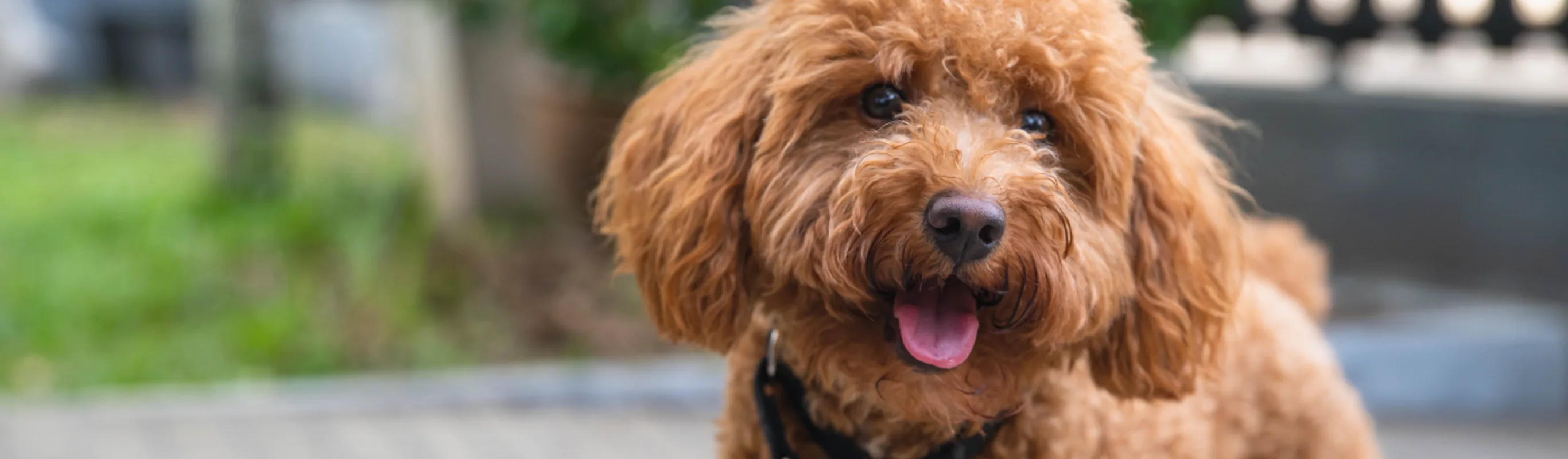 Dog looking up into the camera 