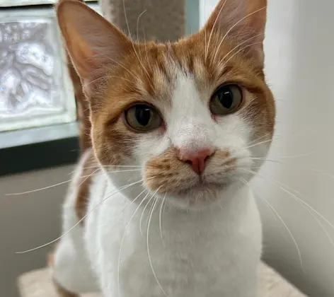 Kitten sitting on table Kitten sitting on table