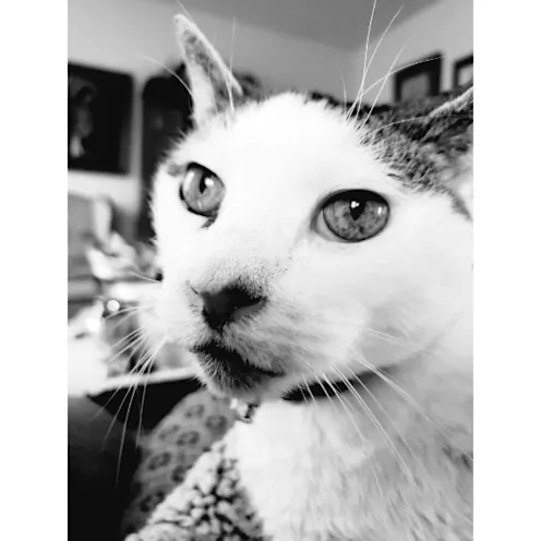 Mouschi Steckerl Mouschi Steckerl