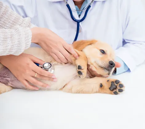 Bloat / Gastric Dilation Volvulus services at Animal Specialty & Emergency Center Bloat / Gastric Dilation Volvulus services at Animal Specialty & Emergency Center