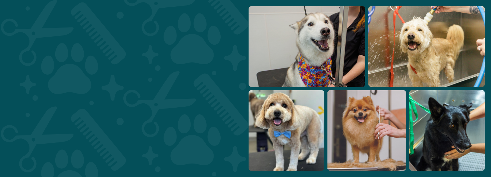 Collage of dogs being groomed