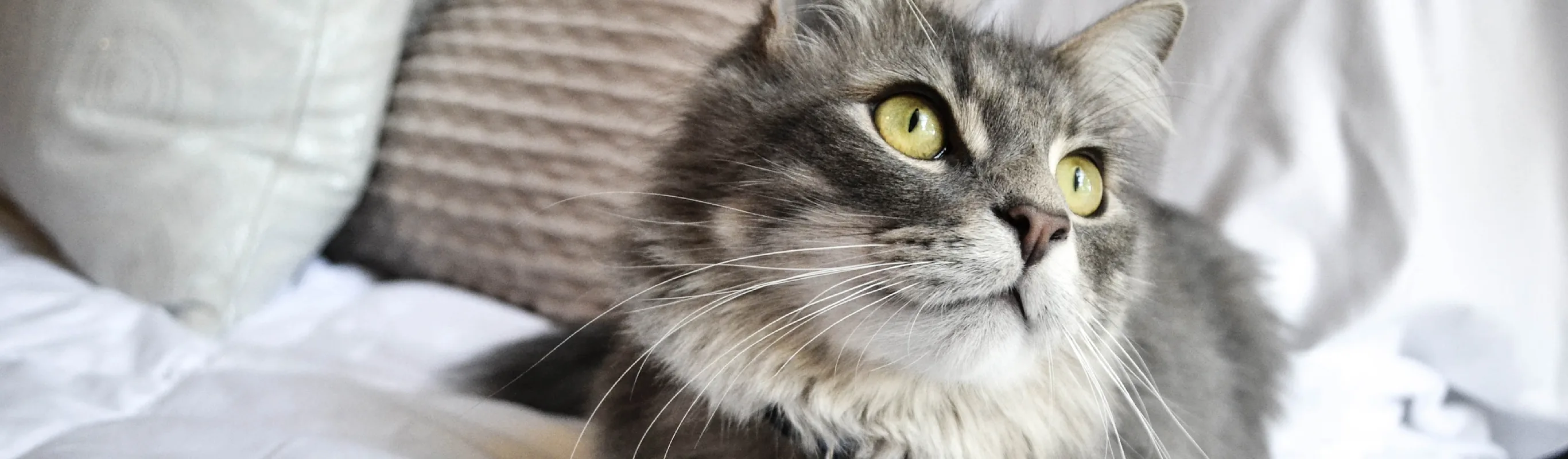 Cat sitting on a bed