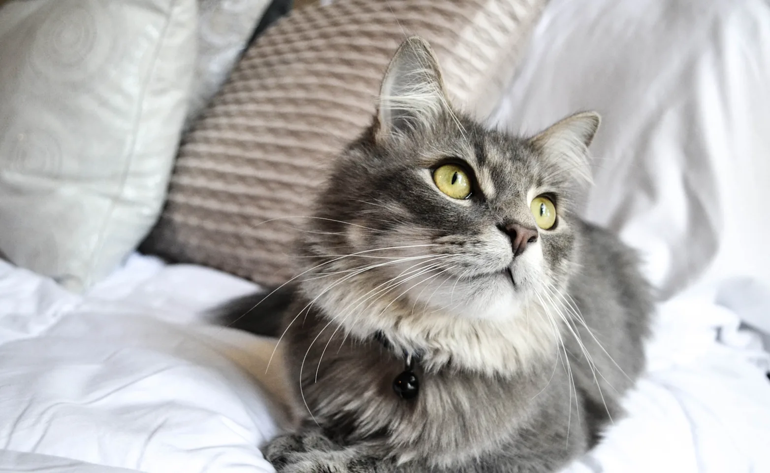Cat sitting on a bed Cat sitting on a bed