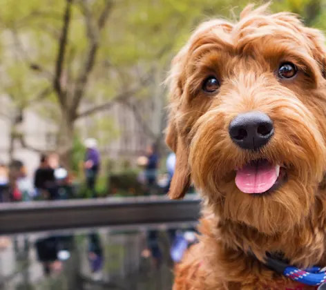 Dog by fountain pond with buildings in the back Dog by fountain pond with buildings in the back