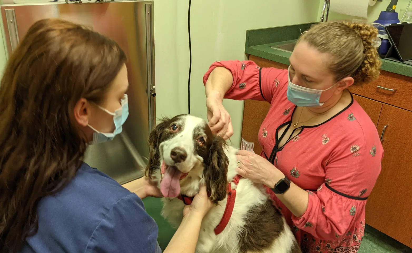 Dr. Rupp and Staff Performing Therapy on an Old Spaniel