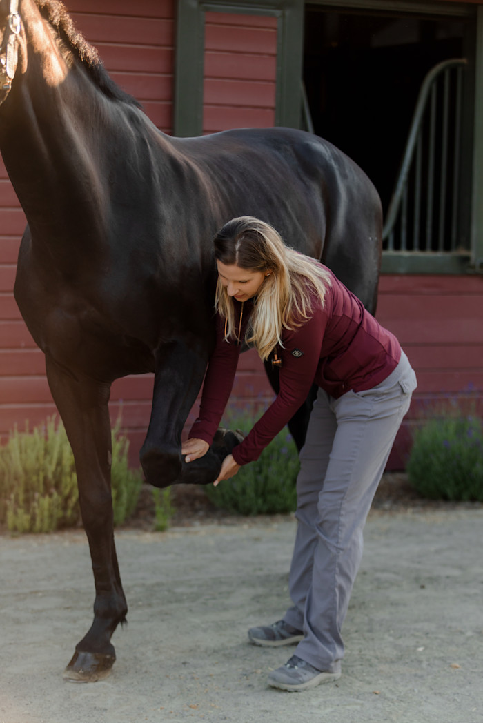 Horse receiving a Pre-Purchase Exam
