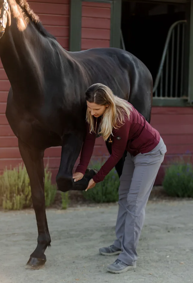 Horse receiving a Pre-Purchase Exam Horse receiving a Pre-Purchase Exam