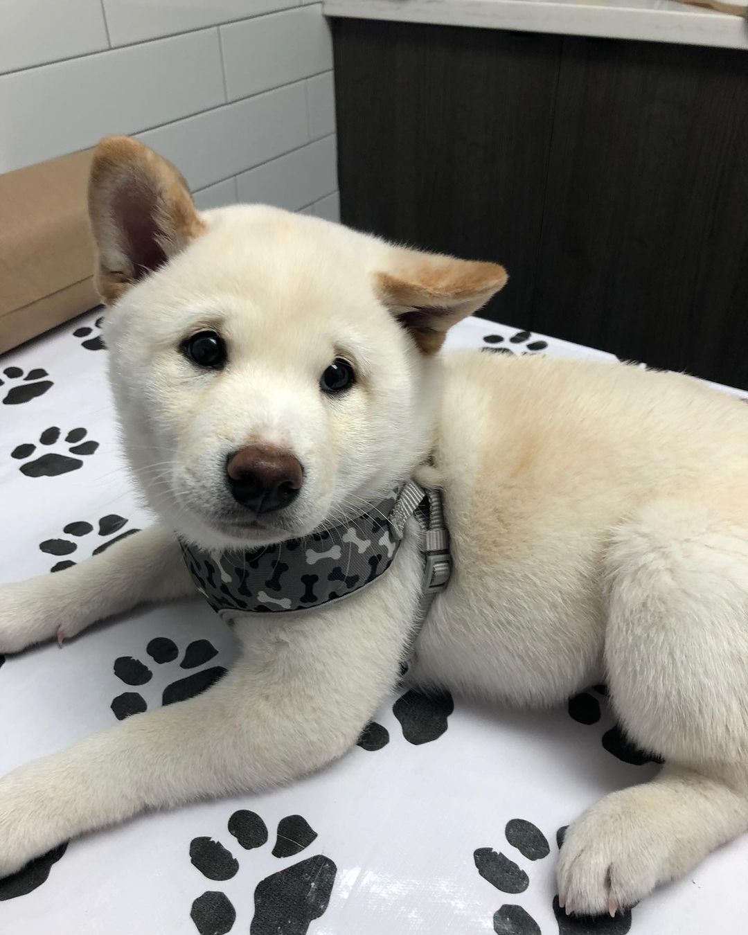 White Puppy on Blanket at Mississauga Animal Hospital