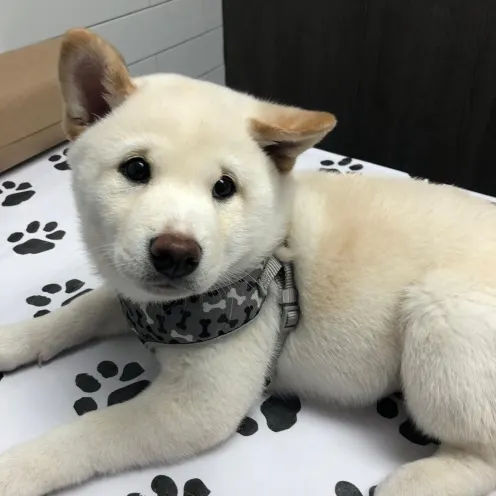 White Puppy on Blanket at Mississauga Animal Hospital
